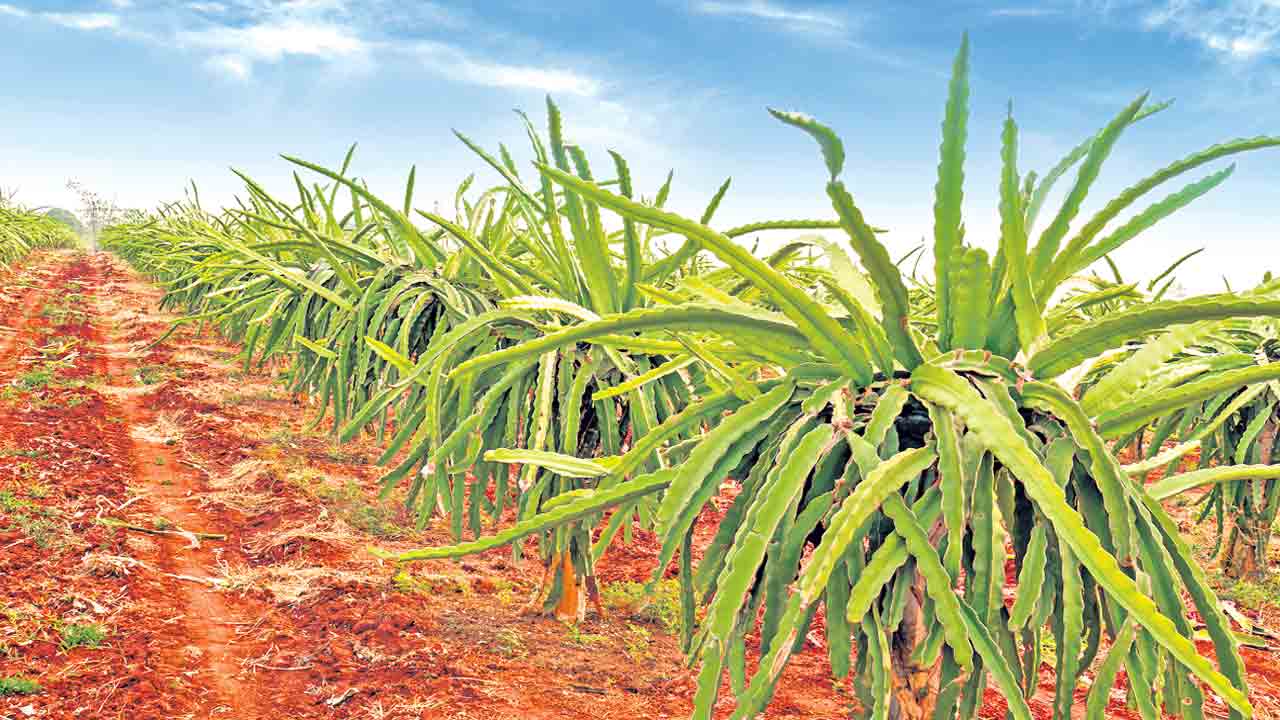 ఆయువును పెంచుతాయి