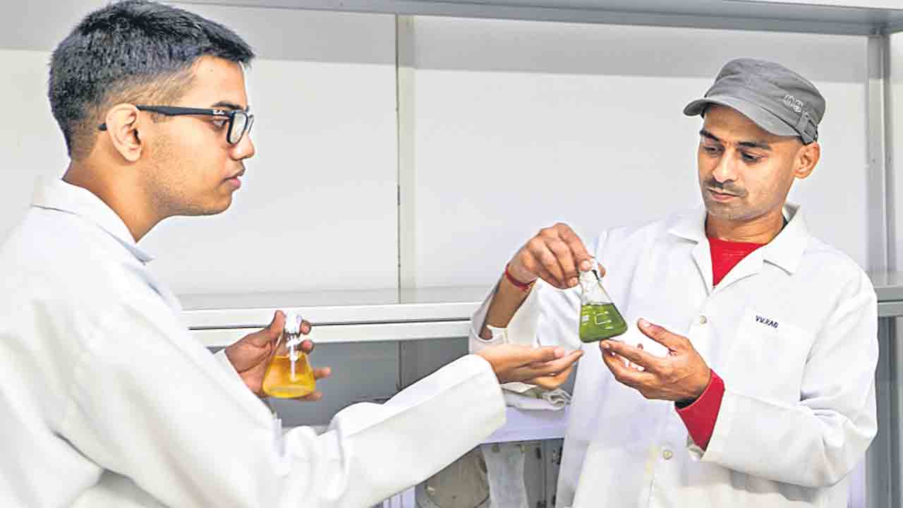 రామఫలం.. క్రిమి సంహారం