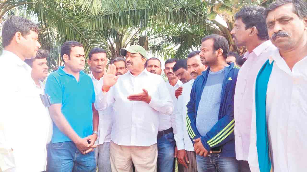 ఆయిల్‌ పాం సాగుతో అధిక లాభాలు