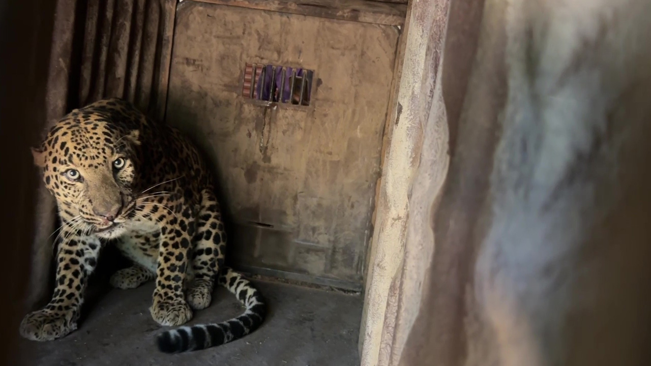 ఎట్టకేలకు ఆ చిరుత చిక్కింది.. ట్రాప్‌ చేసి బంధించిన అటవీ అధికారులు