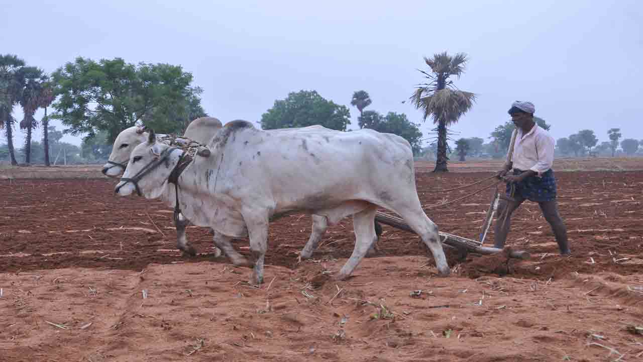 వ్యథ తీర్చనున్న రైతుబంధు