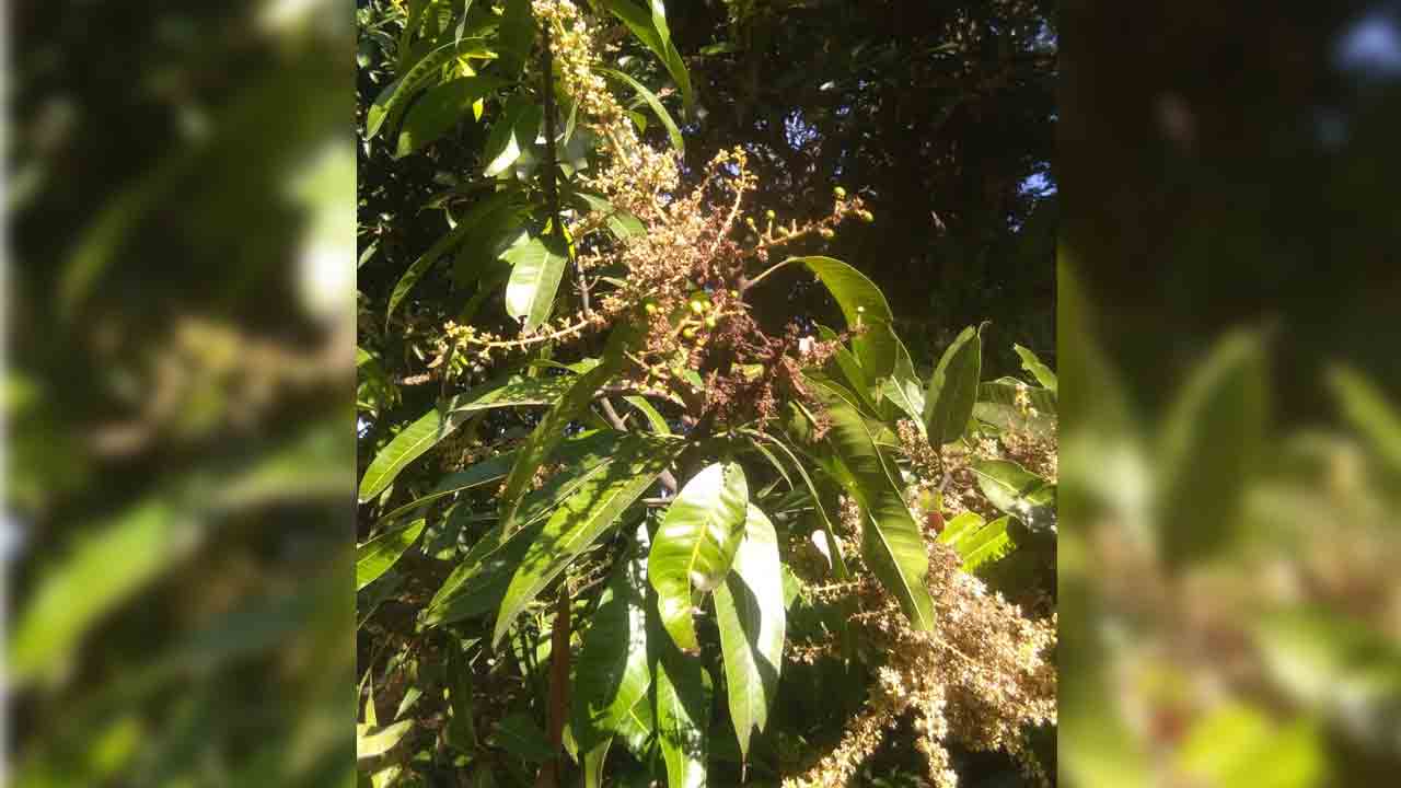 ‘మాండస్‌’తో మామిడి తోటలపై తెగుళ్ల ప్రభావం
