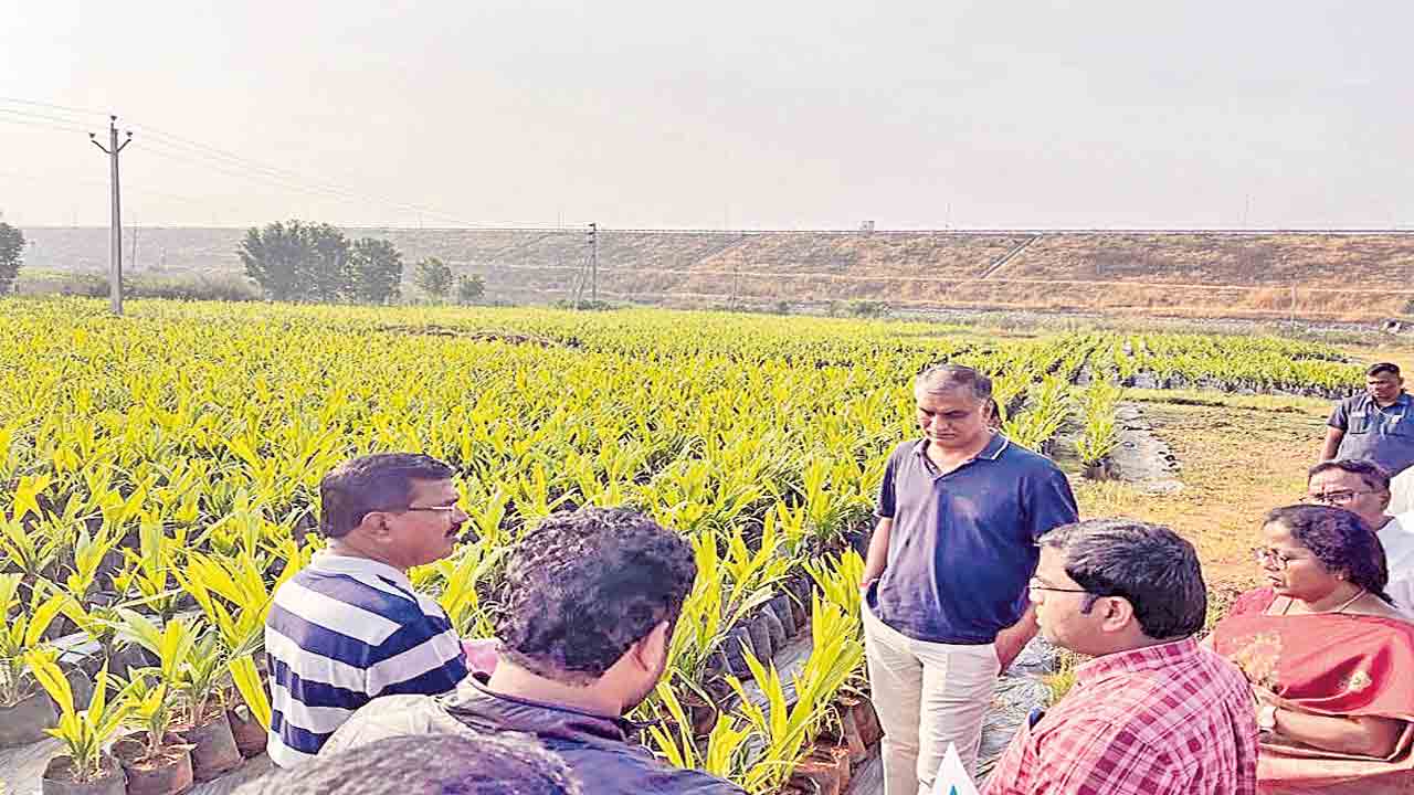 జీతం లెక్క ఆయిల్పామ్ ఆదాయం