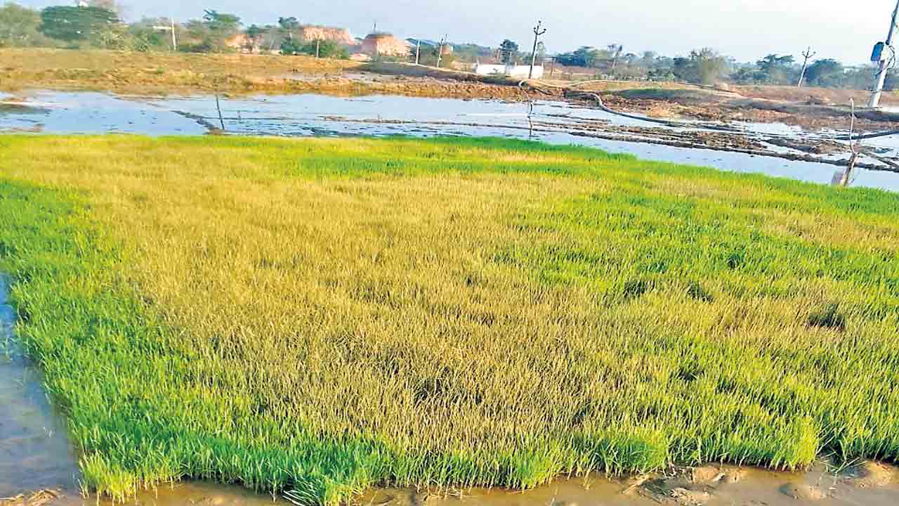 నారుపై చలి ప్రభావం