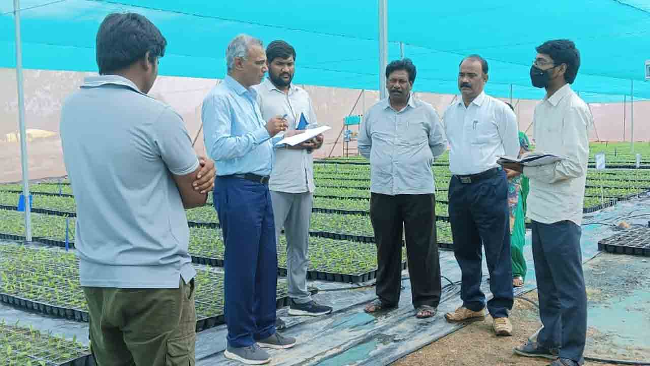 ఆయిల్‌పాం మొక్కలను జాగ్రత్తగా పెంచాలి