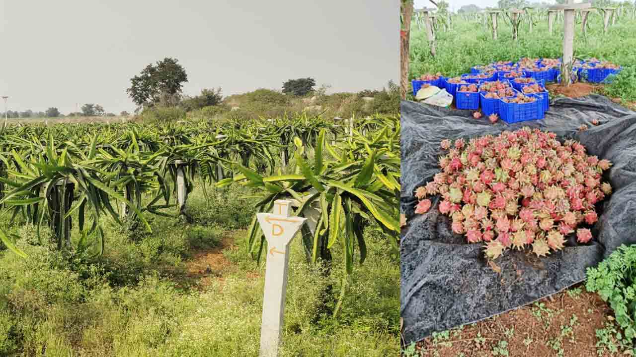 ఫలాల్లో మేటి డ్రాగన్‌ ఫ్రూట్‌