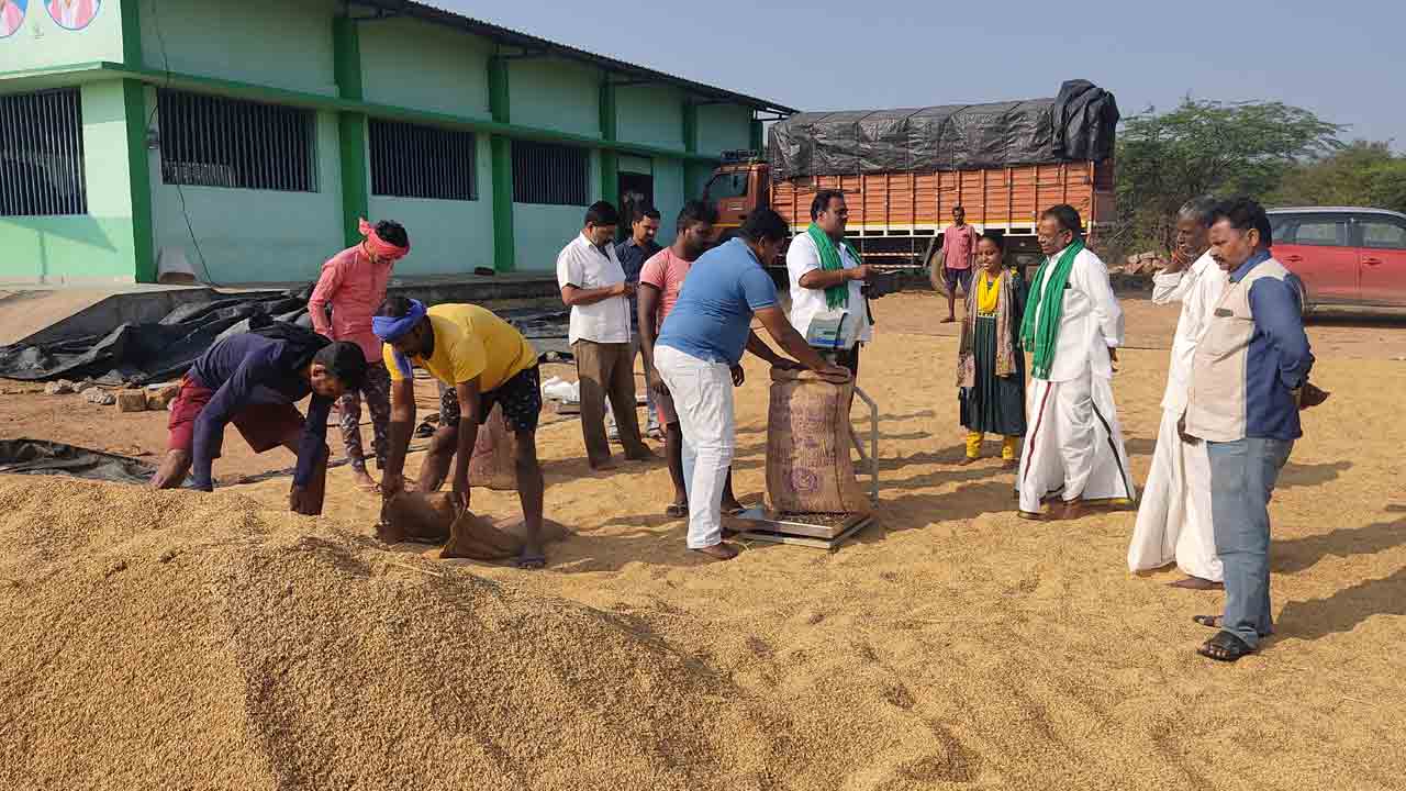 కరువు నేలలో… ధాన్యపు సిరులు
