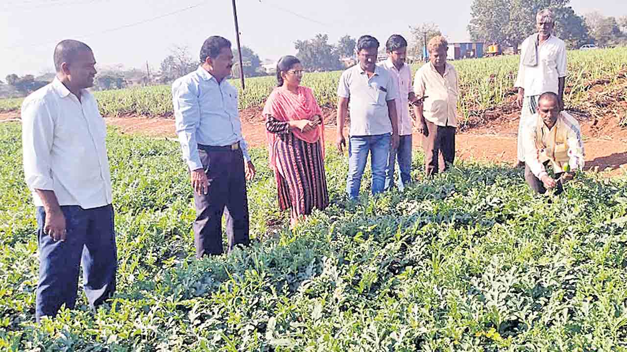 ఆరుతడి పంటల సాగుతో అధిక లాభాలు