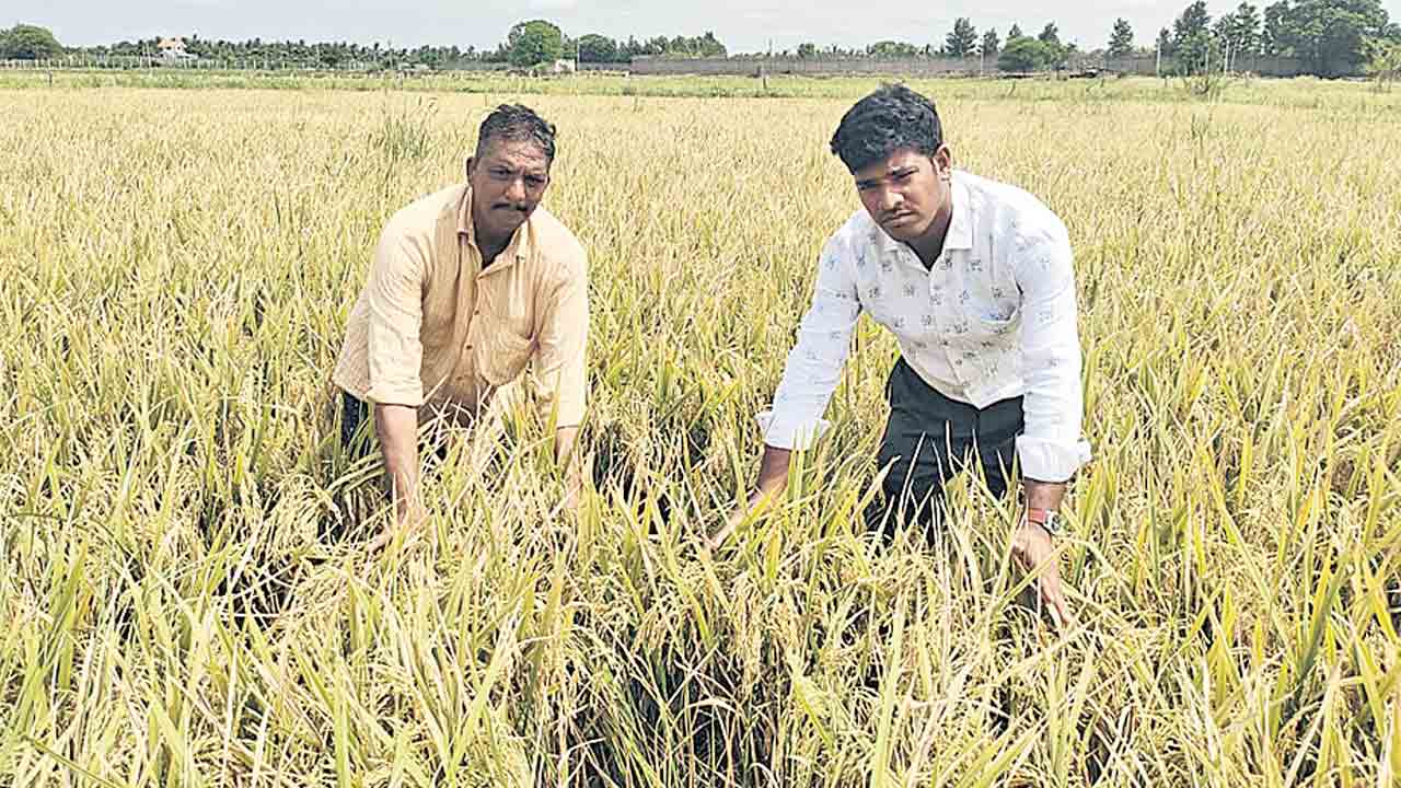 ఎకరానికి 32 క్వింటాళ్లు