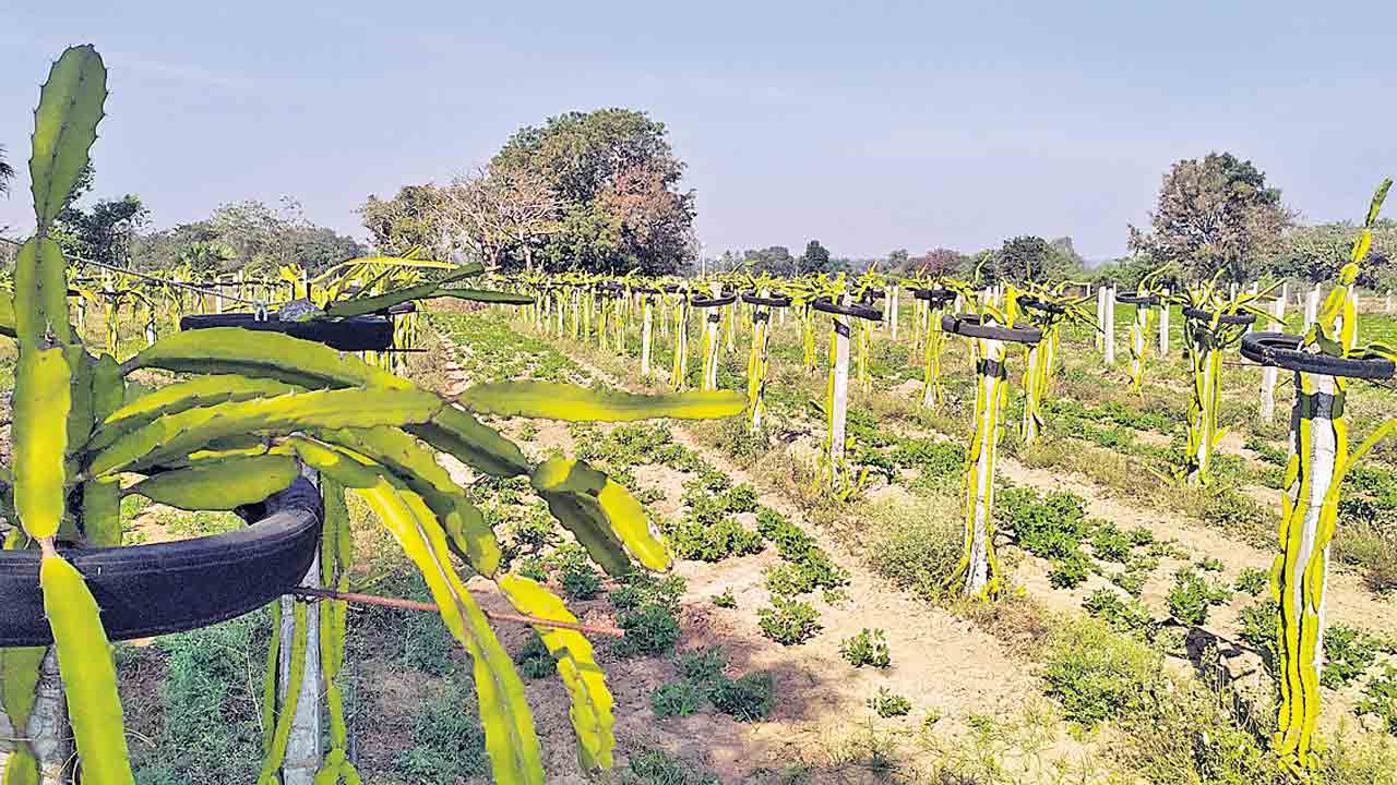 డ్రాగన్‌ పండు ఆదాయంమెండు..