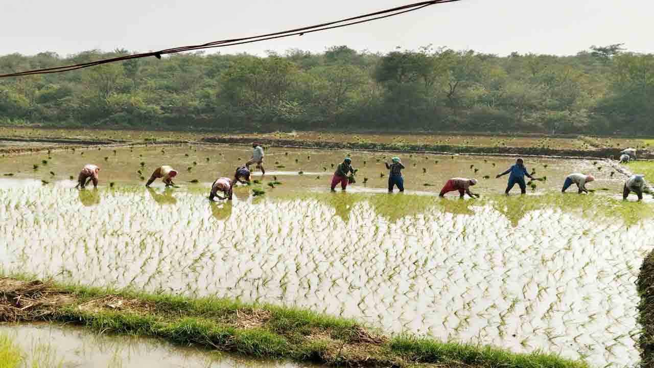 వరిలో తడి-పొడి సాగు విధానం మేలు