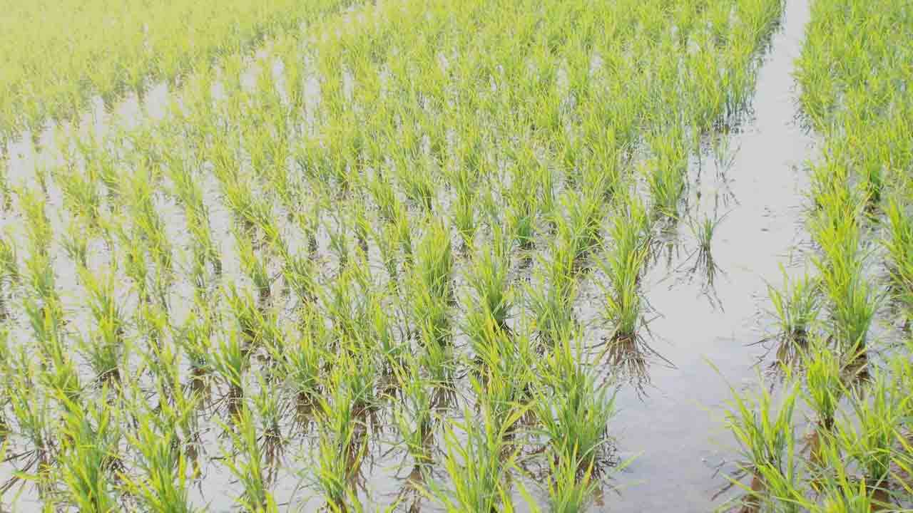 పైరు పెరుగుదలలో జింక్‌ కీలకం