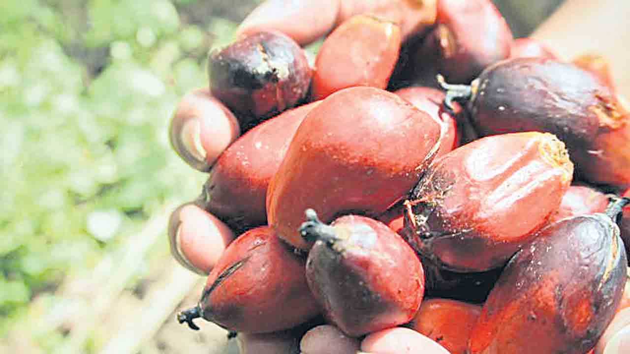 ఆయిల్‌పామ్‌ ఆదాయం జూమ్‌