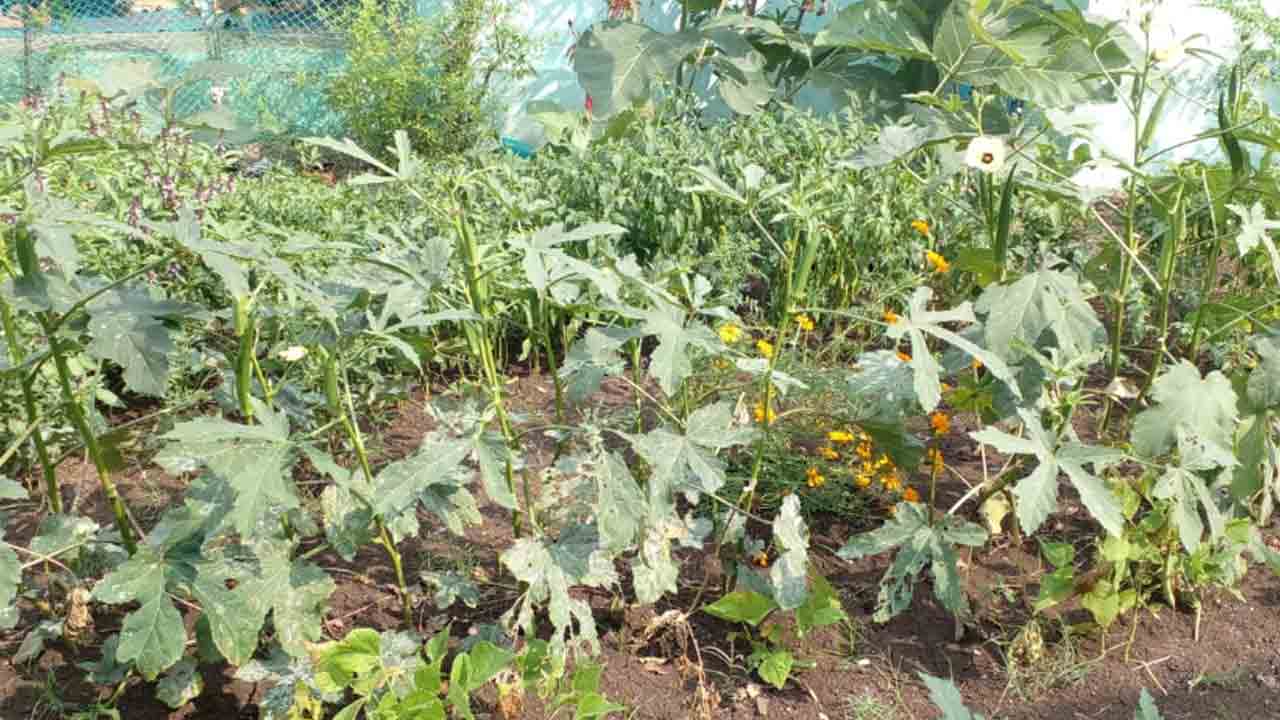 అంగన్ వాడీల్లో.. కూరగాయల సాగు