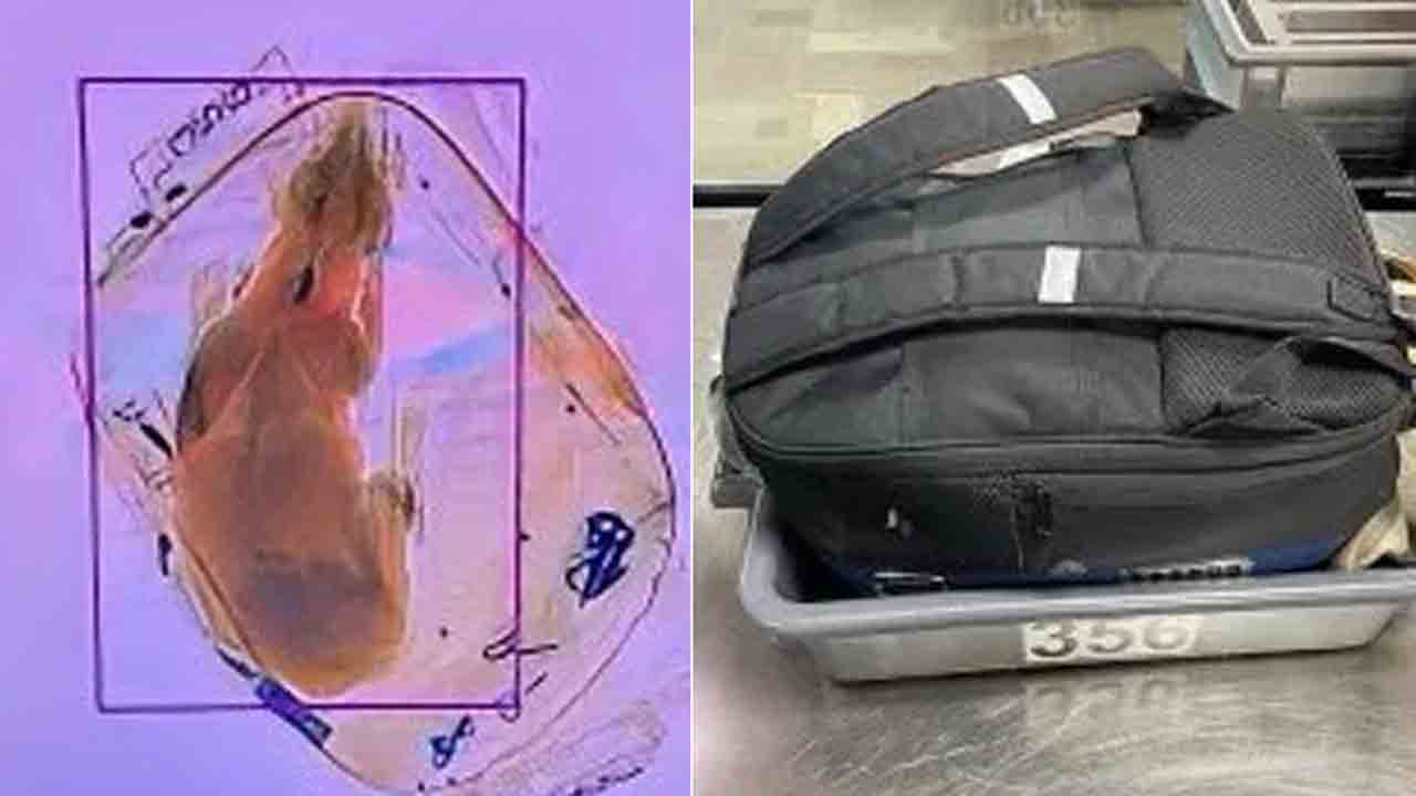 Viral News | లగేజ్‌ బ్యాగ్‌లో కుక్క.. షాకైన ఎయిర్‌పోర్ట్‌ సిబ్బంది..!