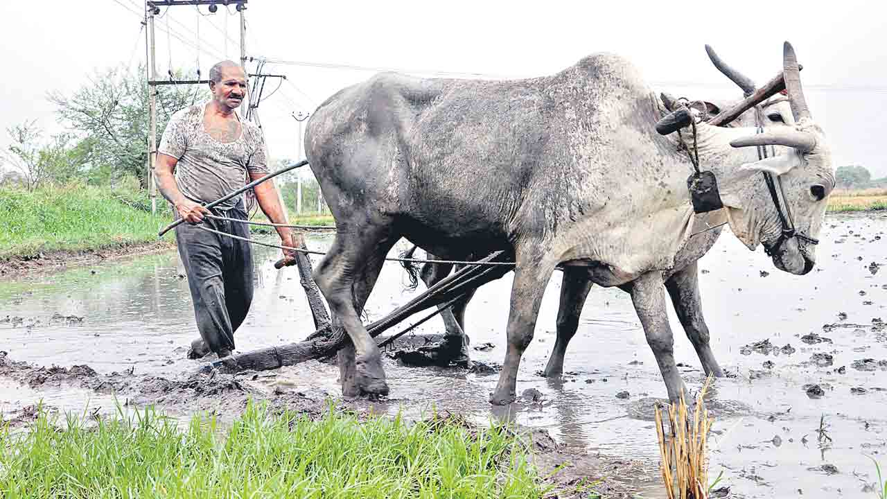 యాసంగి సాగు అంచనా.. 1,47,502 ఎకరాలు