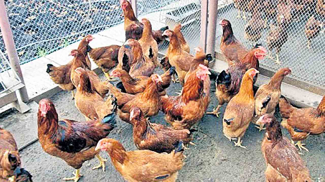 సబ్సిడీపై పెరటి కోడి పిల్లలు