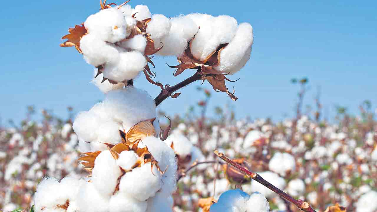 పత్తి తీతలో జాగ్రత్తలు తప్పనిసరి