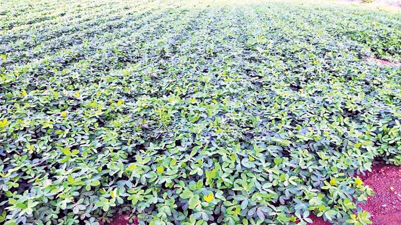 పల్లి పంట.. సిరులు ఇంట