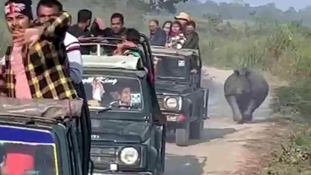 Rhino | టూరిస్ట్‌ వెహికల్స్‌ను వెంబడించిన ఖడ్గమృగం.. వీడియో వైరల్‌