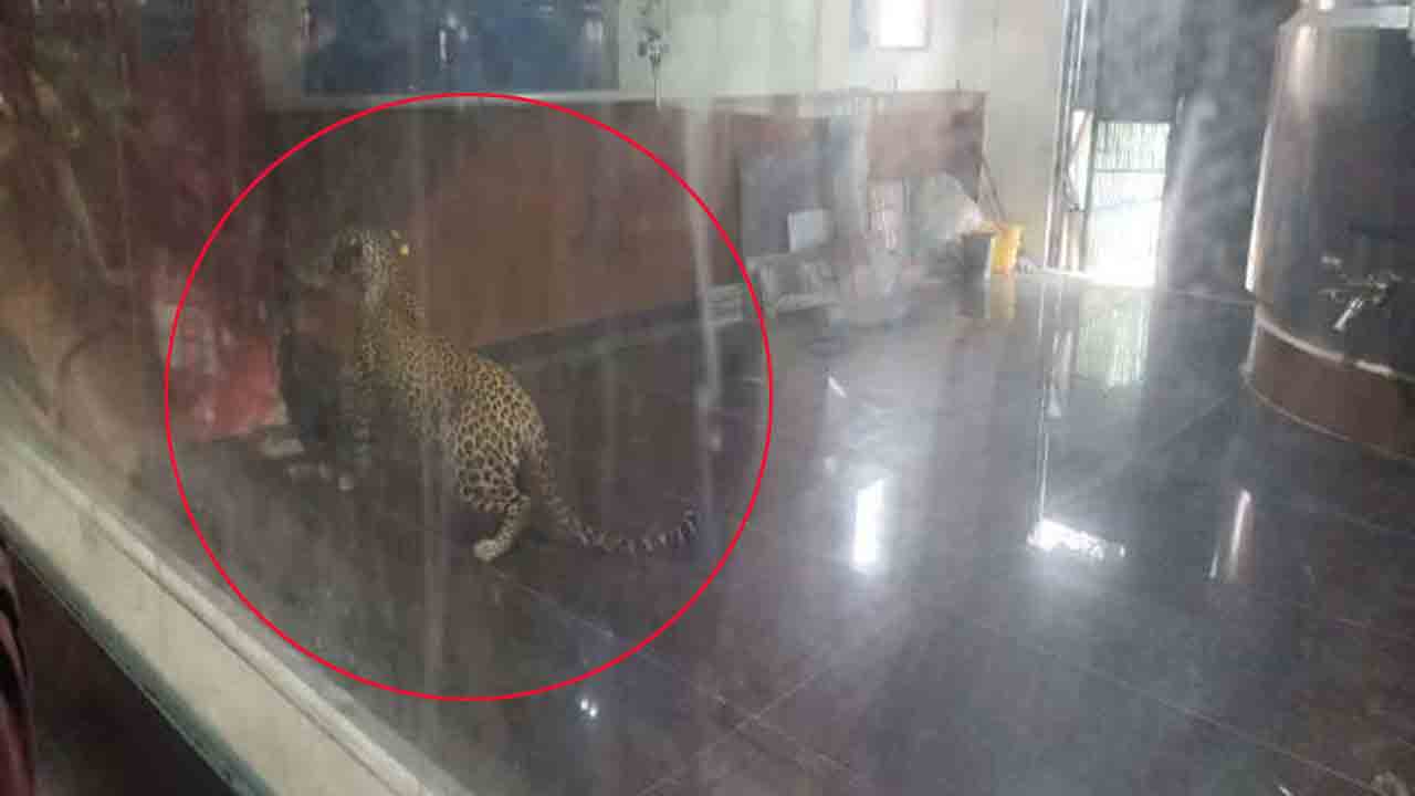 చిరుత చిక్కింది.. నెహ్రూ జూపార్క్‌కు తరలింపు