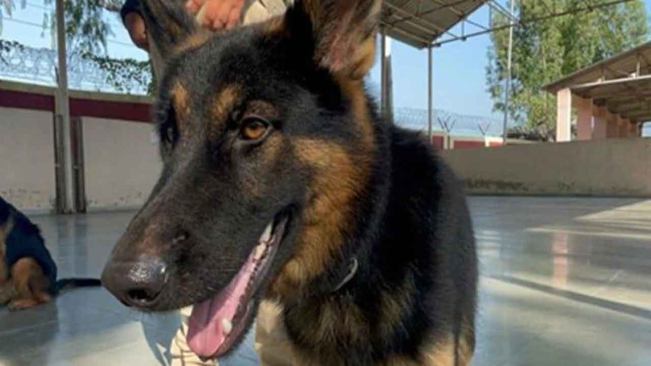 Dog @ Court of Inquiry | ఆ కుక్కకు ప్రెగ్నెన్సీ.. కోర్టు ఆఫ్‌ ఎంక్వైరీకి ఆర్డర్‌