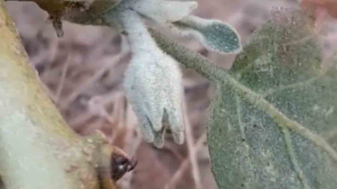 రాజస్థాన్‌లో పంజా విసురుతున్న చలిపులి.. ఆ పట్టణంలో జీరో డిగ్రీ సెల్సియస్‌కు కనిష్ఠ ఉష్ణోగ్రత