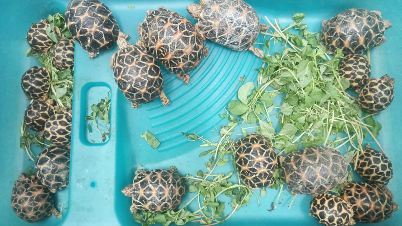 అరుదైన తాబేళ్ల అక్రమ రవాణా.. నిందితుడి అరెస్ట్‌