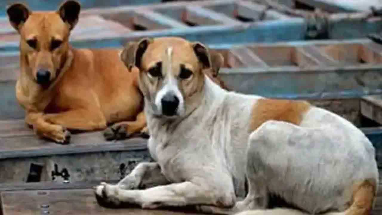 Stray Dog | రెండు గంటల్లో 40 మందిపై దాడి చేసిన కుక్క.. కిక్కిరిసిన ఆసుపత్రి వార్డ్స్‌