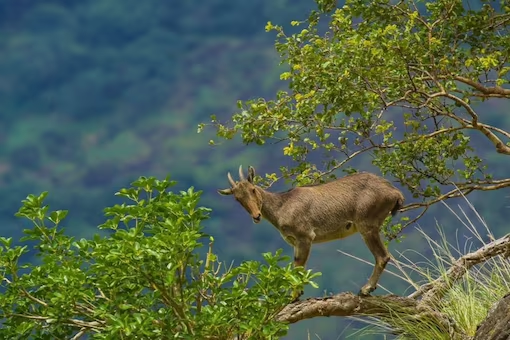 Viral Photo | కొండ అంచున కొమ్మ మీద‌ నీల‌గిరి వ‌న్య‌ప్రాణి.. ఫొటోలు షేర్ చేసిన ఐఏఎస్‌