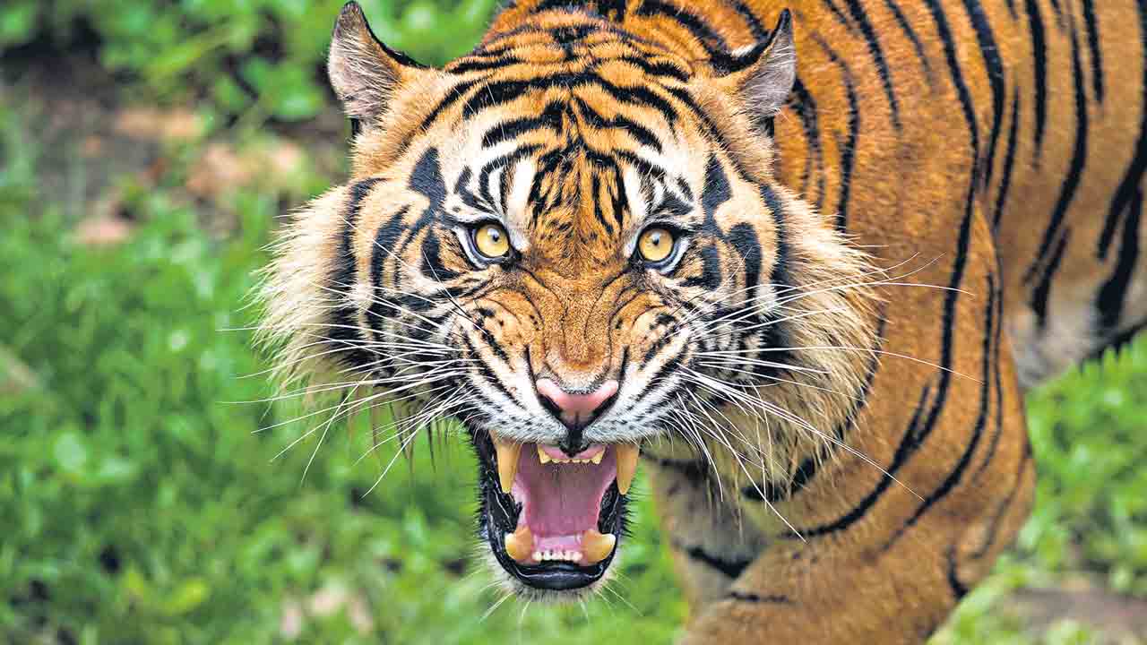 మహారాష్ట్ర చంద్రపూర్ జిల్లాలో పులి పంజా