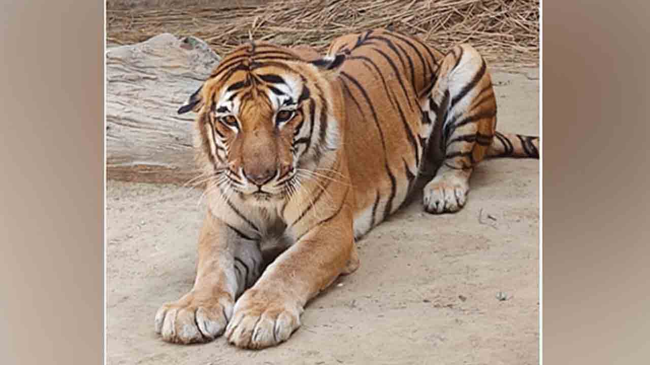 ఆ పెద్దపులి ఇకలేదు.. అనారోగ్యంతో మృతిచెందిన కిషన్..!