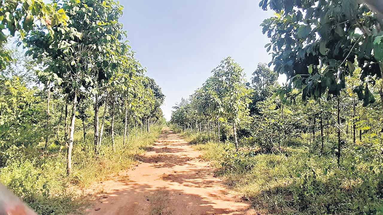 అధ్యయన కేంద్రాలుగా తెలంగాణ అడవులు