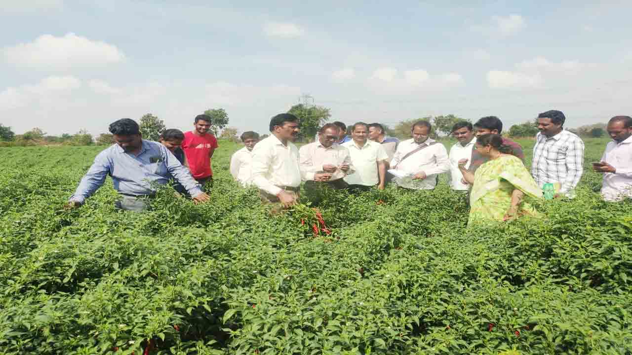 మిర్చి పంటలను కాపాడుకోవాలి