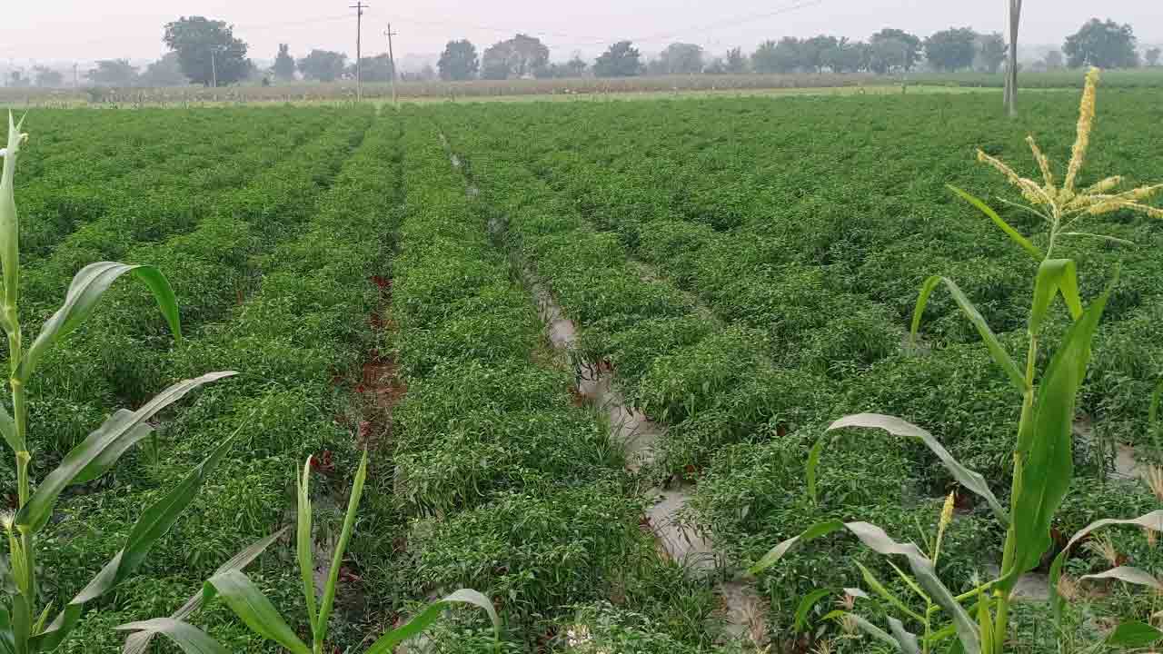 పాలనలో మేటి సాగులో సరిసాటి