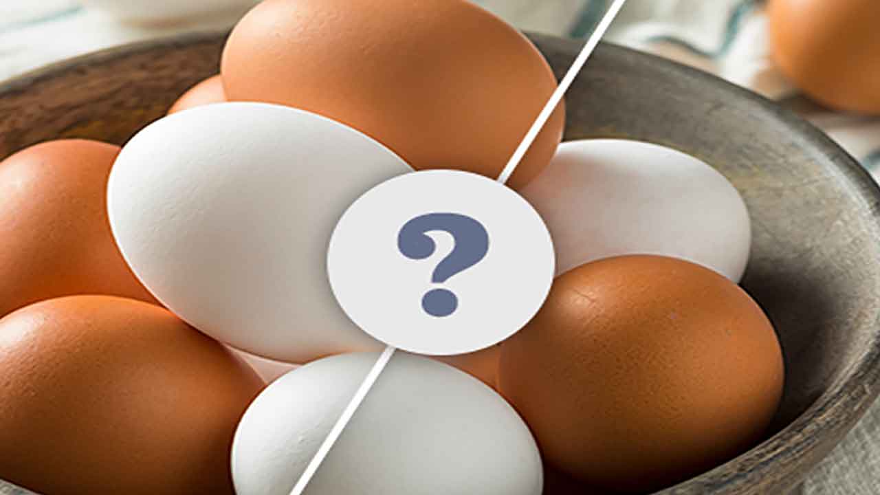 Good Egg | ఏ గుడ్డు మంచిది..? వైట్‌ ఎగ్‌ ఆర్‌ బ్రౌన్‌ ఎగ్‌..!