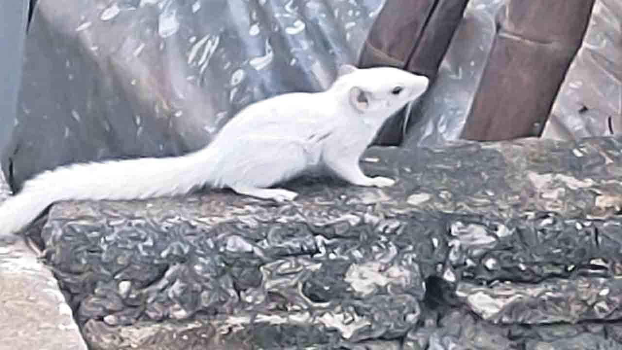 వావ్‌.. తెల్ల ఉడుత