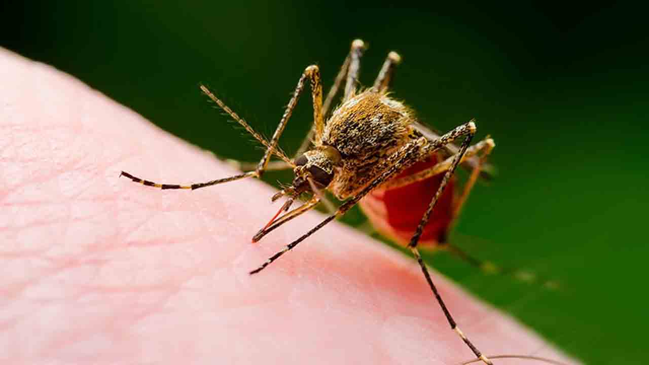 Zika Virus | ఐదేళ్ల చిన్నారికి జికా వైరస్‌.. కర్ణాటకలో తొలి కేసు