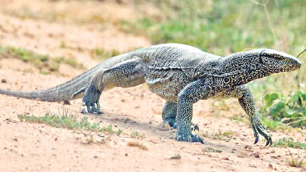 ఇండియన్‌ మానిటర్ల సంరక్షణకు సీసీఎంబీ కృషి