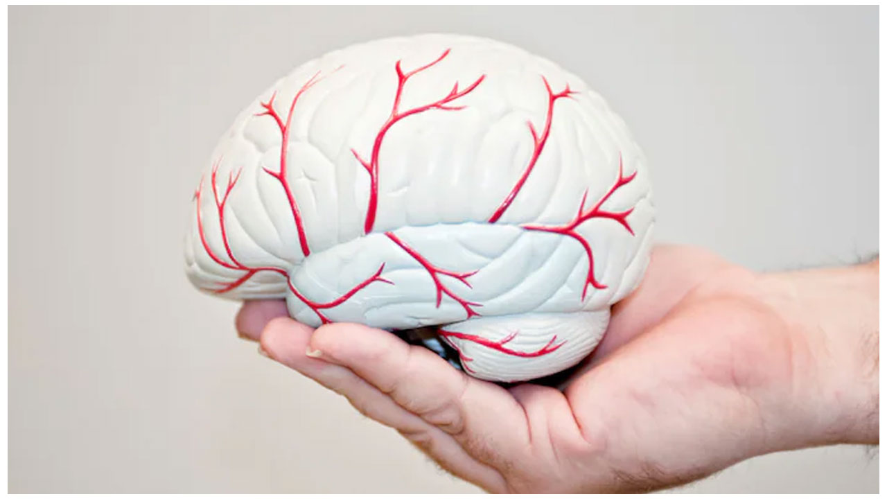 Brain | ఎలుకల్లో మెదడు వయసు తగ్గించే ప్రక్రియ సక్సెస్‌.. త్వరలోనే మనుషులకు కూడా!