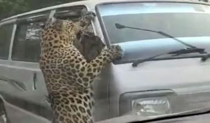 కారుపై దూకిన చిరుత‌.. వీడియో