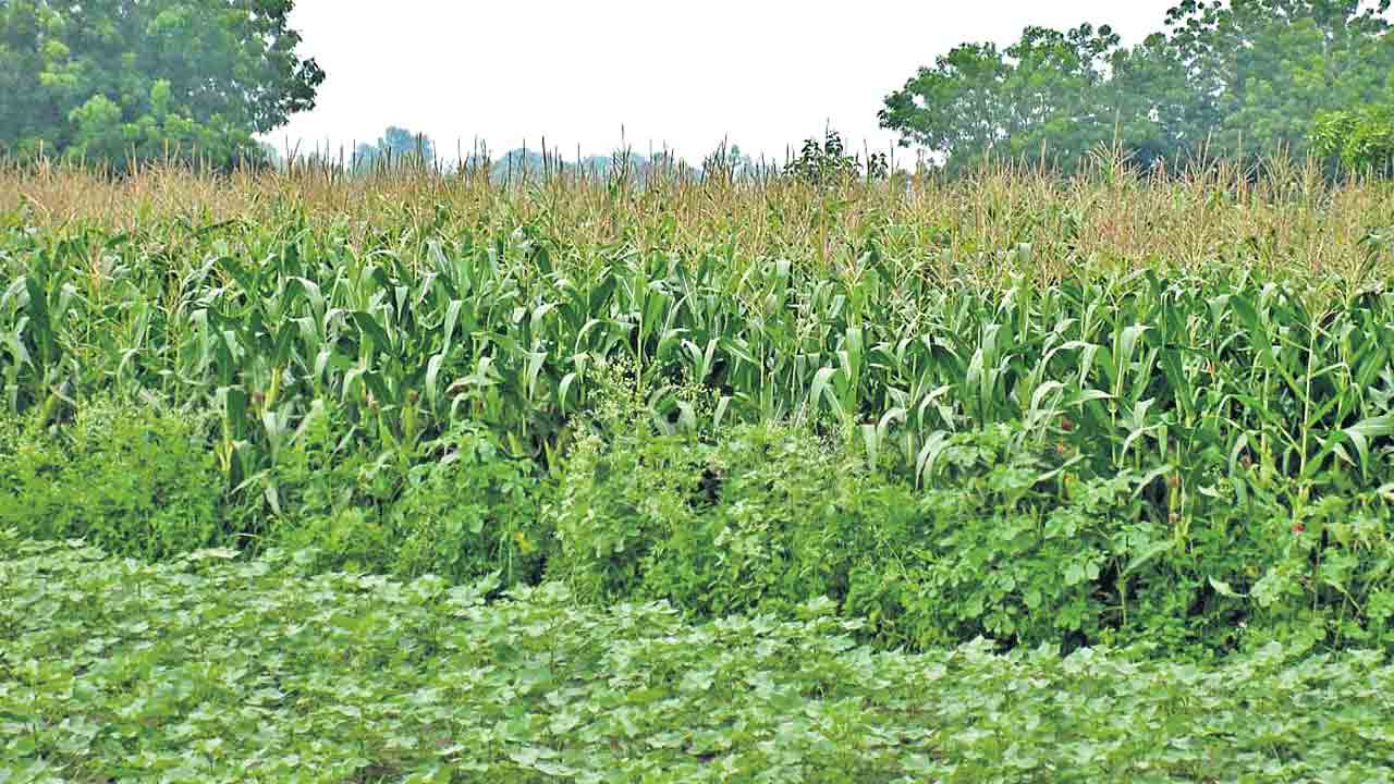 ప్రమాదంలో దేశ వ్యవసాయం!