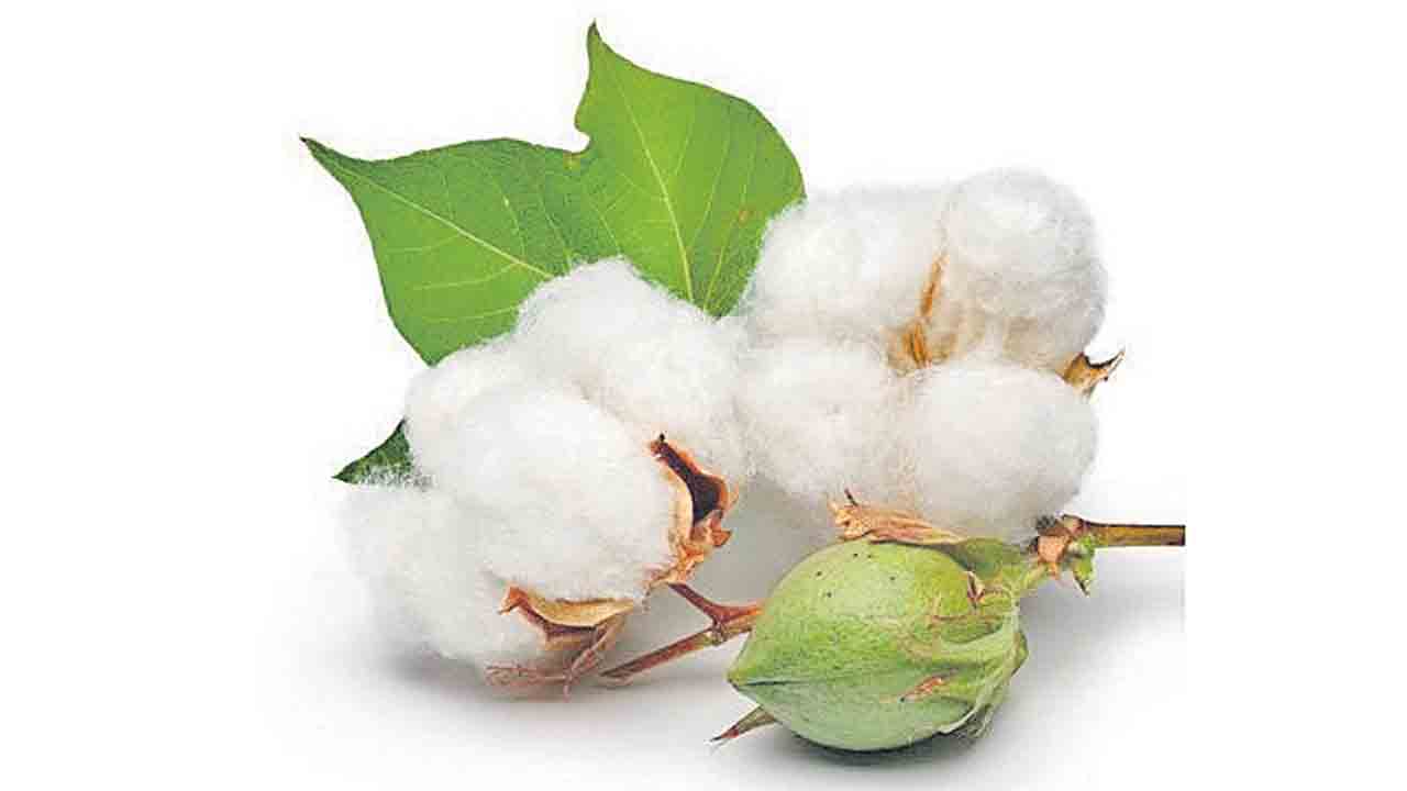 దూది  రైతుకు దుఃఖం