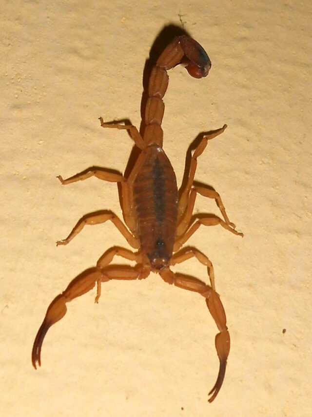 తేలు విషం..  ప్రాణం పోసే ఔషధం