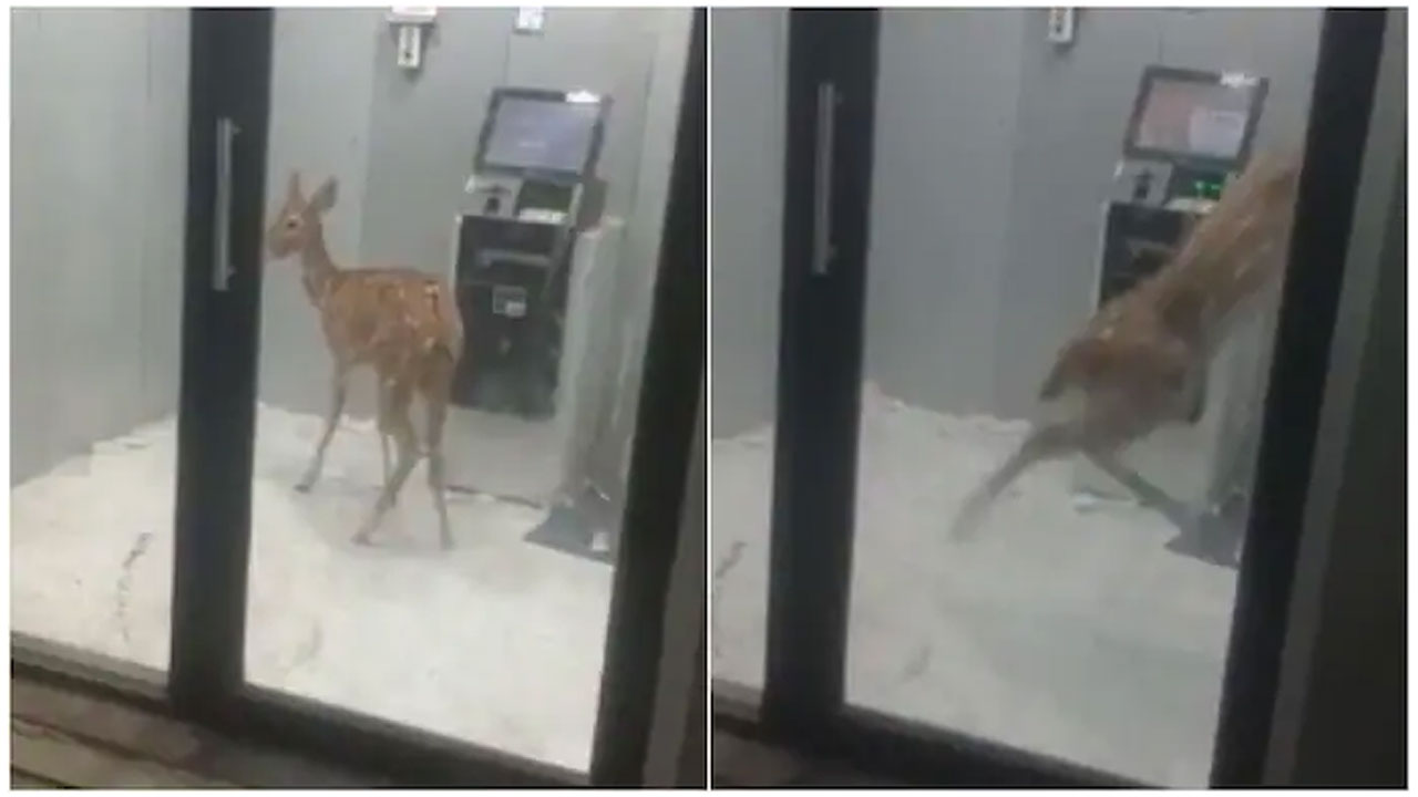 కుక్క‌ల బారి నుంచి త‌ప్పించుకునే క్ర‌మంలో ఏటీఎంలో చిక్కుకున్న జింక‌