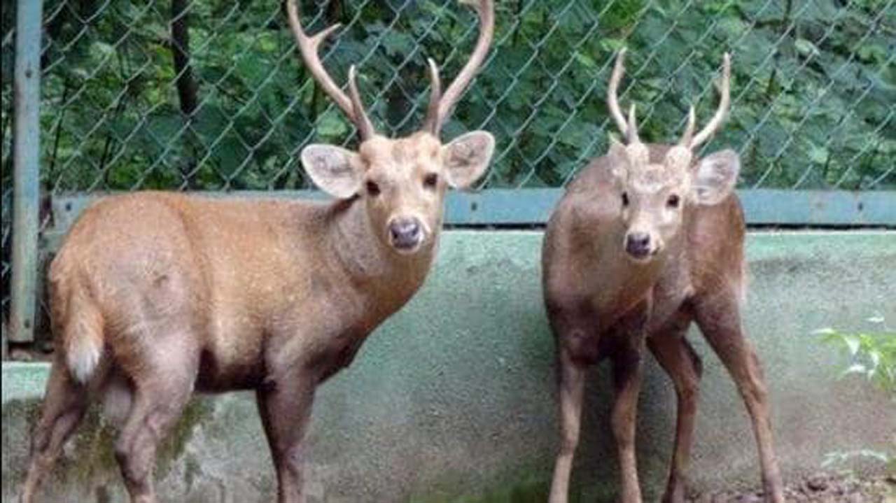 Delhi Zoo | ఢిల్లీ జూలో వీధి కుక్కల‌ దాడిలో మూడు జింకల మృతి.. విచార‌ణ‌కు ఆదేశించిన అధికారులు