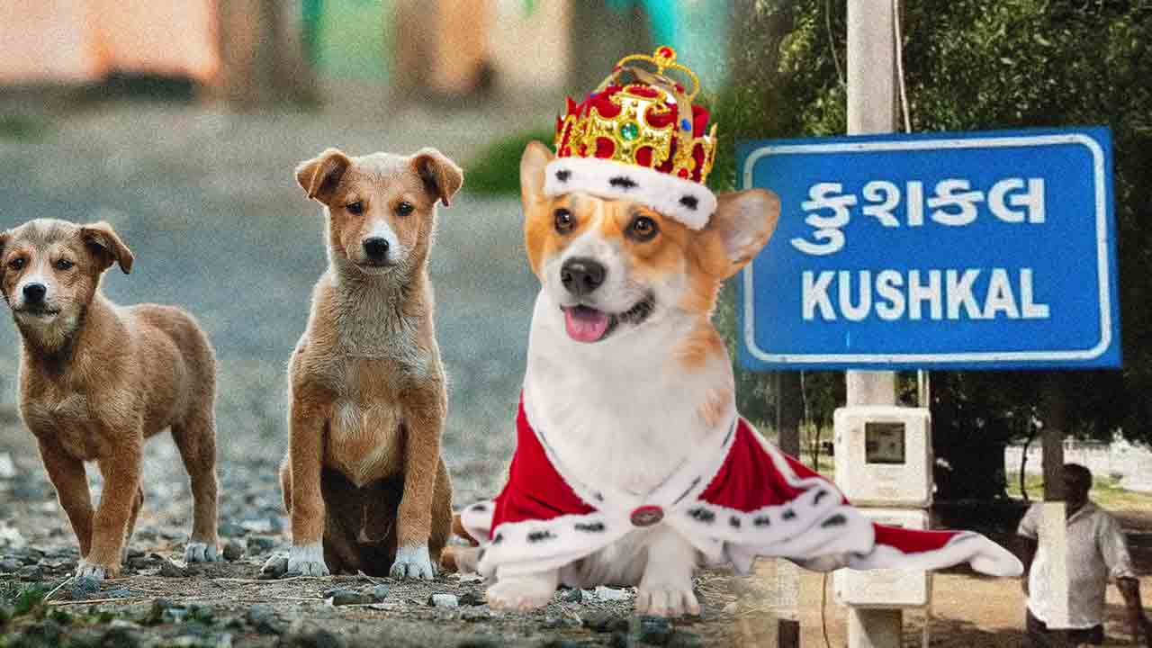 గుజరాత్‌లోని ఈ శునకాలు కోటీశ్వరులు.. వీటికి కోట్ల విలువైన భూమి కూడా ఉంది