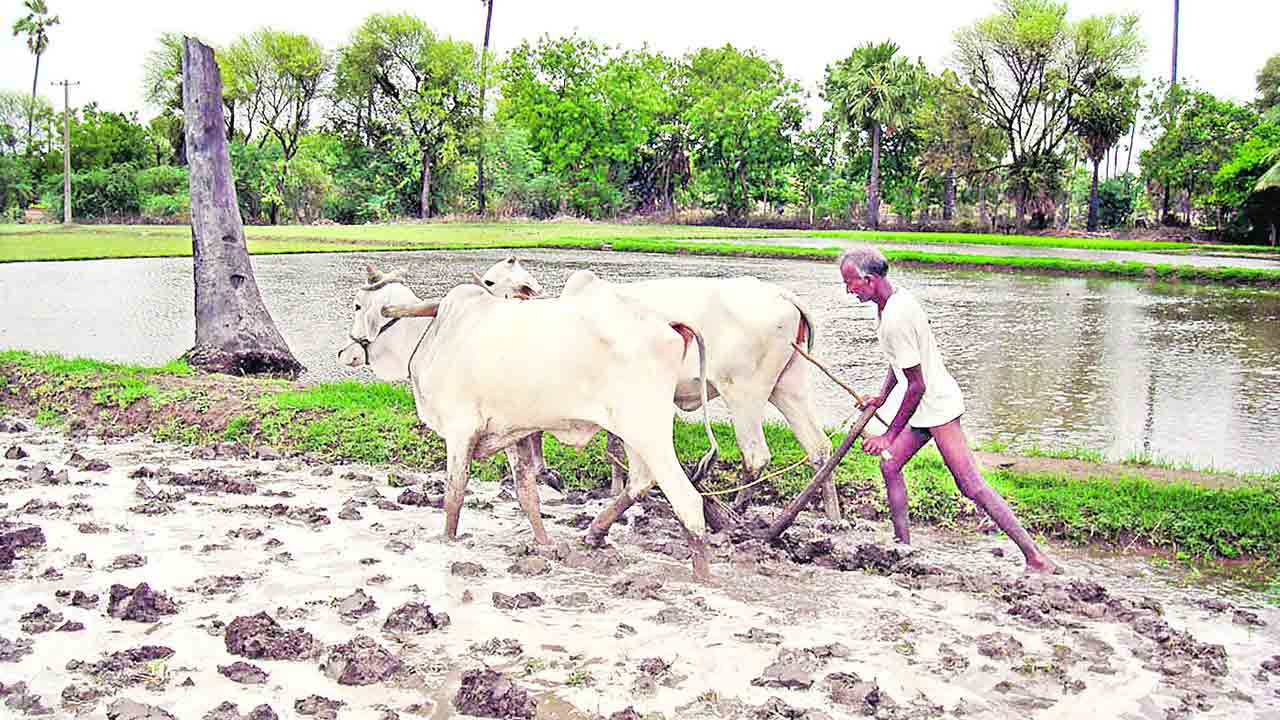 బంధువొచ్చె.. రైతు మురిసె..