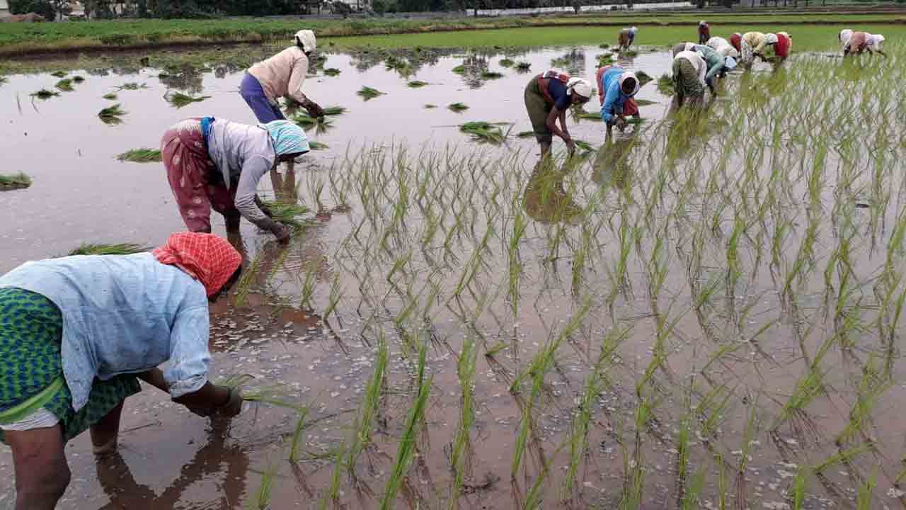 జోరుగా వరినాట్లు