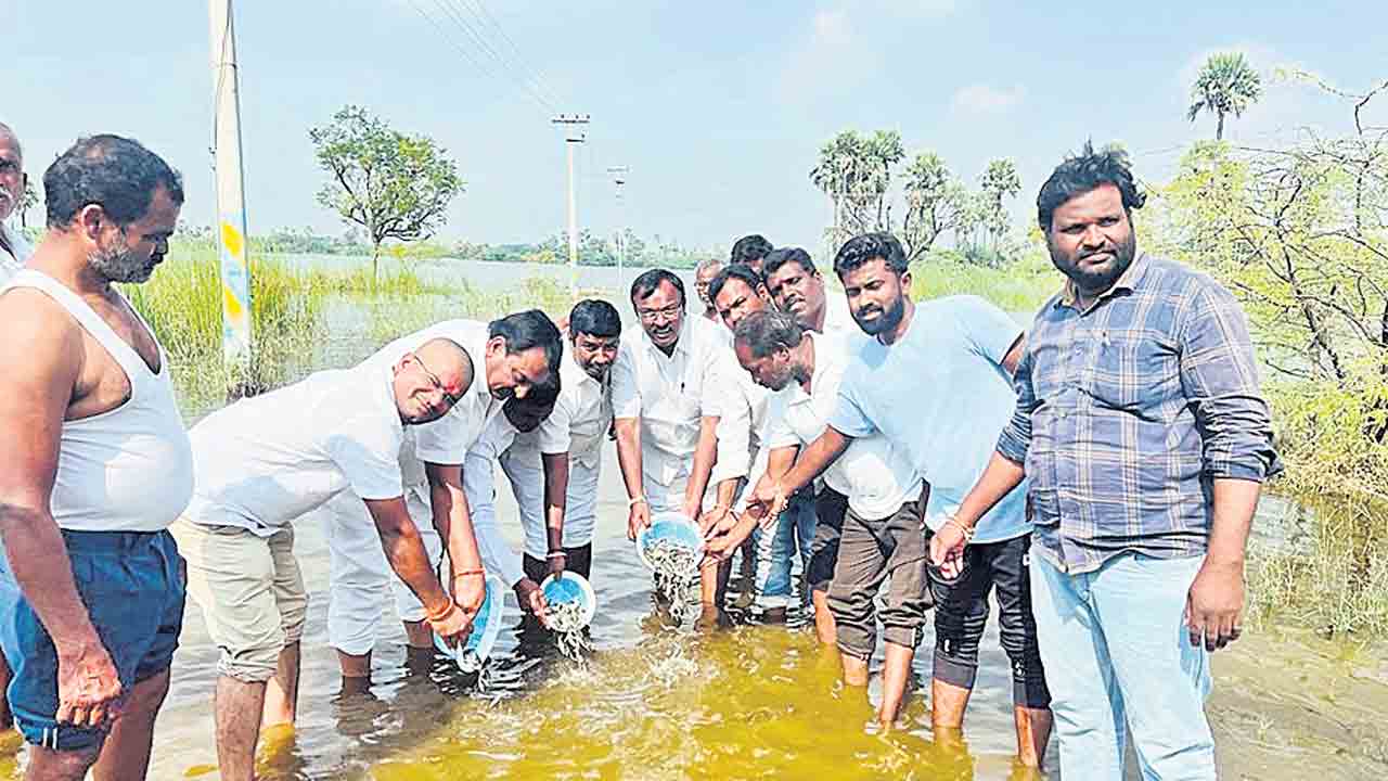 Polkamma Maisamma ponds! 96 వేల చేప పిల్లలు విడుదల